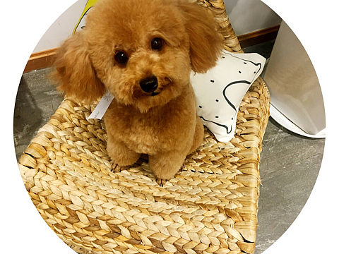 小狗仔成长记（个人主页-ZMjI1MzA4NDg=） - 宠物摄影 - 站酷设计师景景景景_儿原创素材 - 站酷ZCOOL