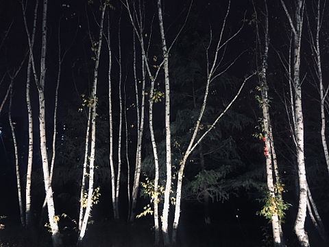 冬至白桦林