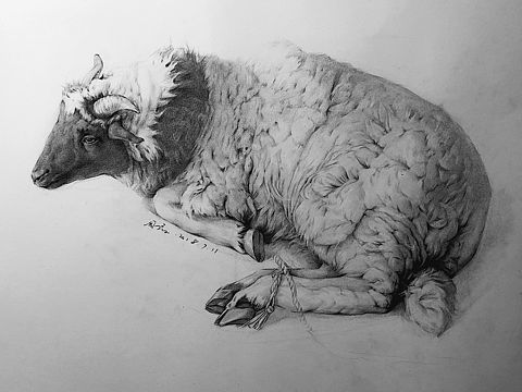 绵羊插画