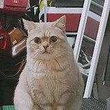 青团子1的头像