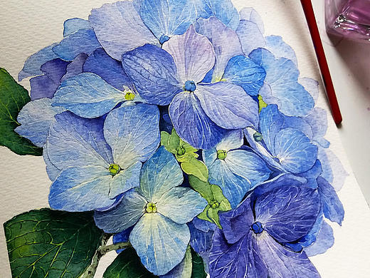 水彩《八仙花》