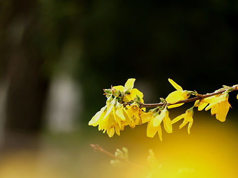 春暖花开（个人主页-ZMjcyMjUzNTI=） - 风光摄影 - 站酷设计师冰无漪原创素材 - 站酷ZCOOL
