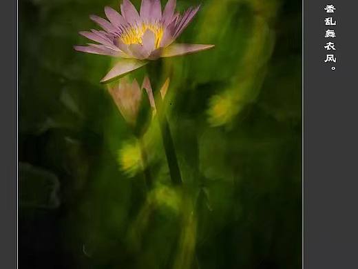 二曝睡莲