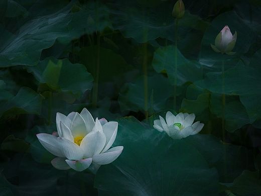 荷花
