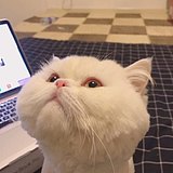 屁小桃的头像