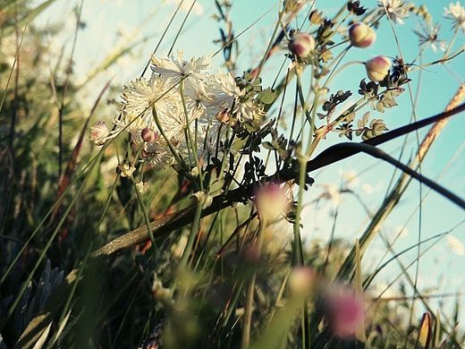 那些花兒（個(gè)人主頁-ZMTI4NTU5NzY=） - 產(chǎn)品攝影 - 站酷設(shè)計(jì)師小魚醬原創(chuàng)素材 - 站酷ZCOOL