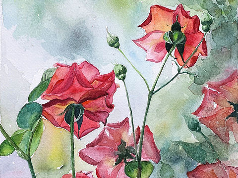 水彩月季