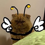 一只猪包的头像