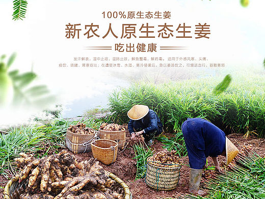 生姜农产品详情