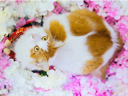 鸡年吉祥（个人主页-ZMjA2MTkzMDQ=） - 宠物摄影 - 站酷设计师crislove原创素材 - 站酷ZCOOL