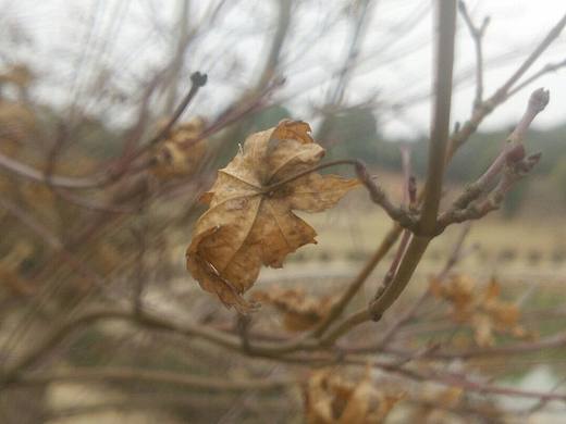 没有单反的日子