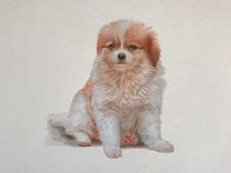 彩鉛手繪小奶狗