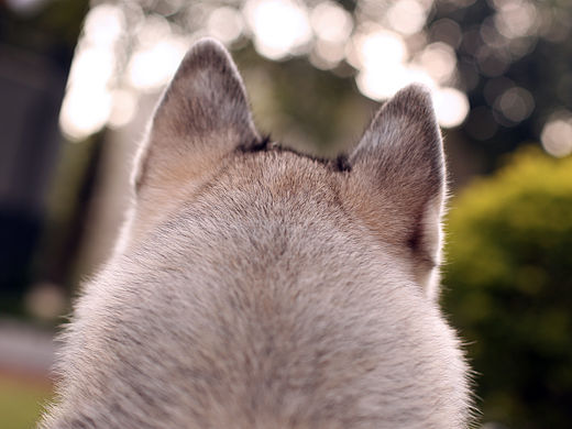 哈士奇(小C) 宠物写真、宠物拍摄、宠物用品摄影、宠物小短片