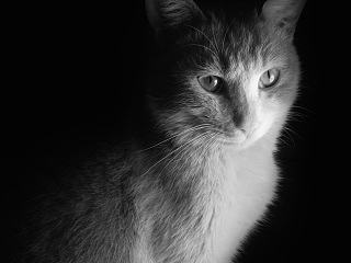 办公室里的猫（手机摄影）