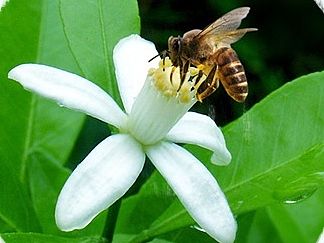 农家野生高山桔花纯蜂蜜——十几个蜂蜜详情页设计