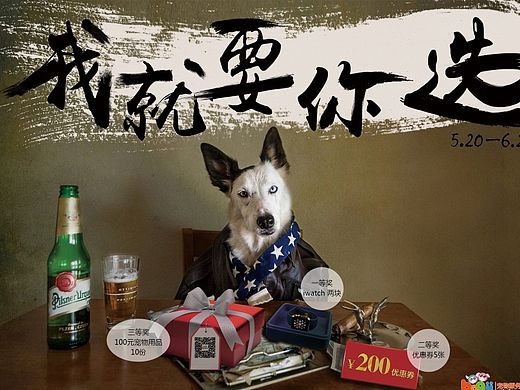 宠物活动DM单