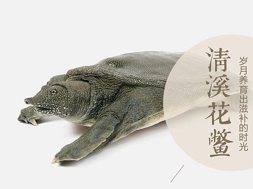 甲鱼 专题列表页（个人主页-ZMTY2NDc5ODA=） - 电商 - 站酷设计师季茉唯美度原创素材 - 站酷ZCOOL