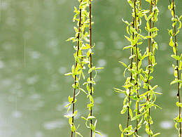 下雨天该在家睡觉的