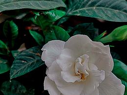 身價千萬野心全寫在臉上