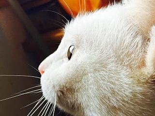 喵在窗邊看風(fēng)景（個人主頁-ZNzUzMzMxNg==） - 寵物攝影 - 站酷設(shè)計師仙人掌璐璐原創(chuàng)素材 - 站酷ZCOOL