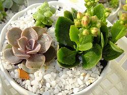 多肉植物（个人主页-ZMjk2MDk1Ng==） - 其他 - 站酷设计师别清云原创素材 - 站酷ZCOOL