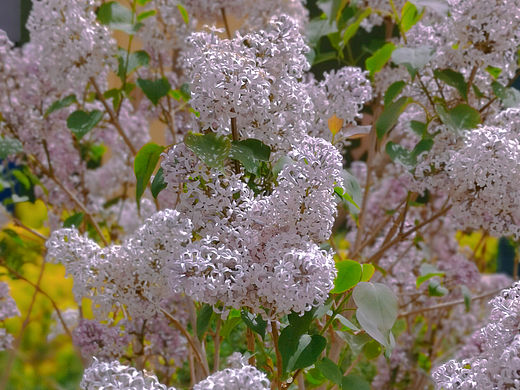 天国之花-丁香花