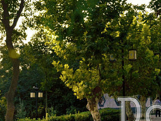 秋风里执着的绿色