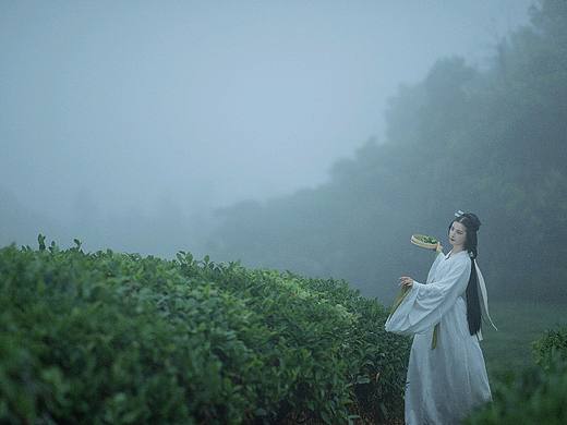 采茶女