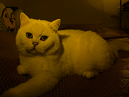 英短银点——胖丁