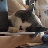 画画的咸鱼_Ya的头像