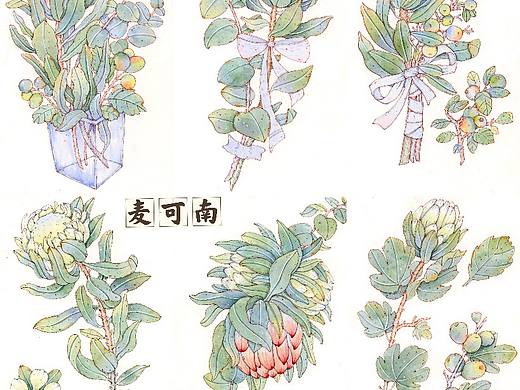 钢笔淡彩——南非帝王花商稿！