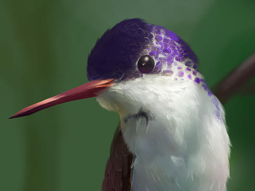 小鸟
