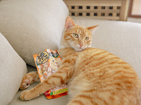 宠物摄影 猫咪零食