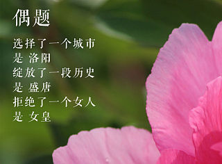牡丹偶题