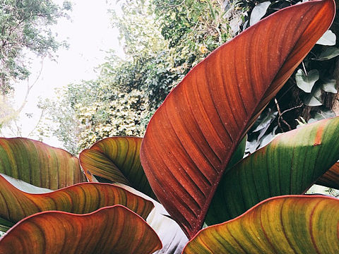 摄影作品——厦门市植物园