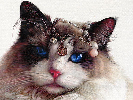 彩铅作品-《雍容华贵的布偶猫》-祥雷XL