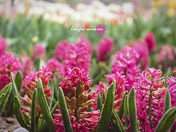 忆一二年的[春]