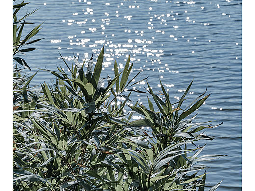 我从森林带回来了礼物 阳光 绿叶 花朵