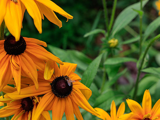 黑心菊（个人主页-ZNTMzMDk4ODQ=） - 其他摄影 - 站酷设计师汉克峰原创素材 - 站酷ZCOOL