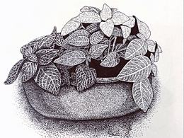 植物类插画素材