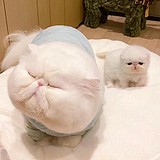 猫街公主829的头像