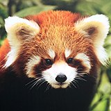 qwervivi的头像