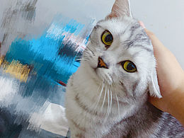 我的猫，美短儿子