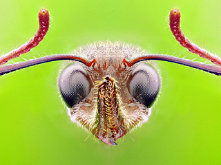 各种蚂蚁特写------大头