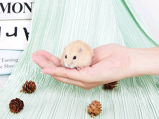 【宠物摄影】向小希×到影视觉