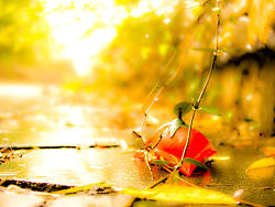 遗失在校园里的爱情