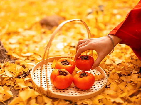 深秋的惬意,是好柿与落叶