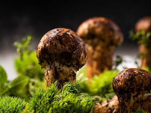 野生菌菇拍摄