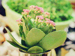 胶片柯达卷 随手一发 去年的片 200彩负 ME SUPER（个人主页-ZMjEwOTU2NA==） - 人文/纪实摄影 - 站酷设计师猫咪蓉原创素材 - 站酷ZCOOL