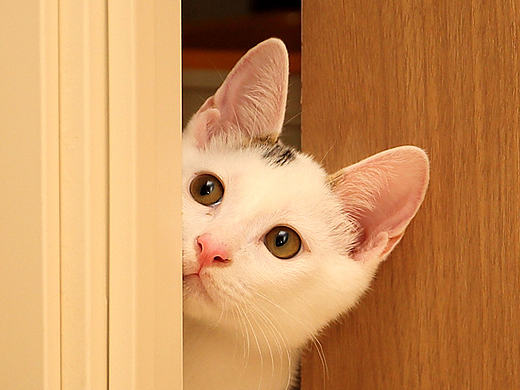 一款简介可爱的宠物社交APP